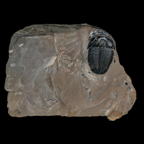 XL 1.3" Elrathia Kingi Trilobite Fossil In Matrix House Range Utah Cambrian Age COA