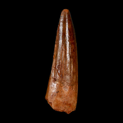 1.7" Spinosaurus Fossil Tooth 100 Million Years Old Cretaceous Dinosaur COA Stand