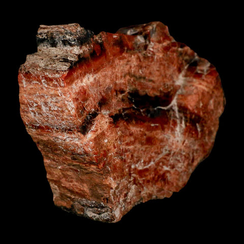 XL 7" Fossilized Rainbow Petrified Wood Branch Arizona 66-150 Mil Yrs Old