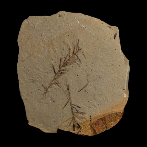 2.1" Detailed Fossil Plant Leafs Metasequoia Dawn Redwood Oligocene Age MT COA