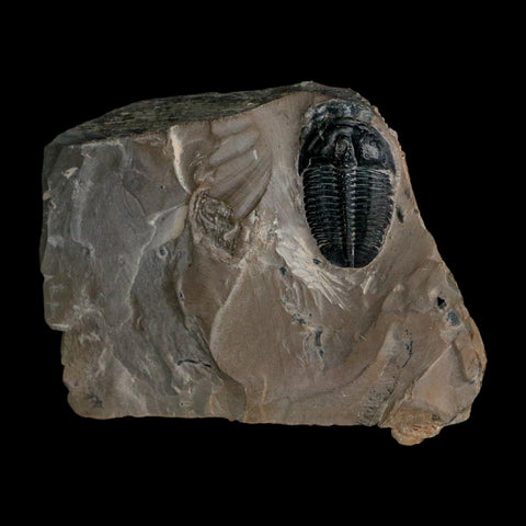 XL 1.3" Elrathia Kingi Trilobite Fossil In Matrix House Range Utah Cambrian Age COA