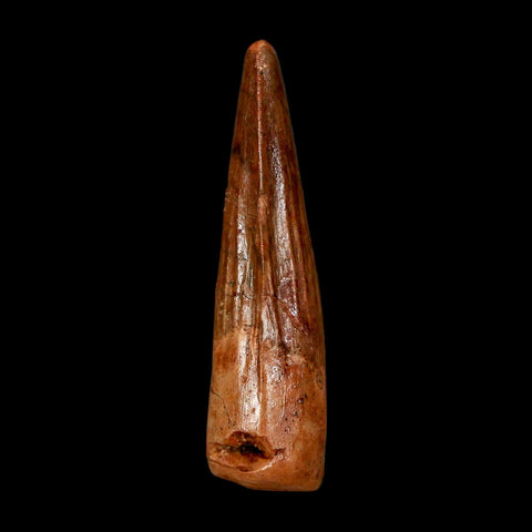1.7" Spinosaurus Fossil Tooth 100 Million Years Old Cretaceous Dinosaur COA Stand