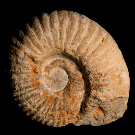 4.3" Acanthoceras Ammonite Fossil Agadir Morocco 360 Million Year Old COA
