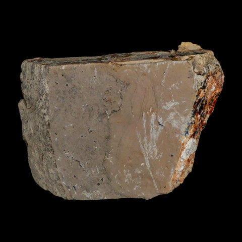 XL 1.3" Elrathia Kingi Trilobite Fossil In Matrix House Range Utah Cambrian Age COA