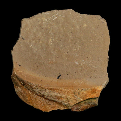 2.1" Detailed Fossil Plant Leafs Metasequoia Dawn Redwood Oligocene Age MT COA