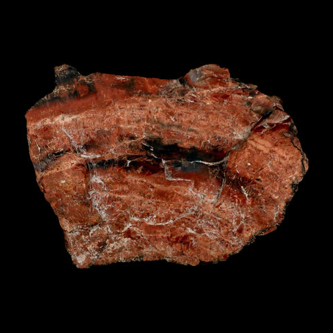 XL 7" Fossilized Rainbow Petrified Wood Branch Arizona 66-150 Mil Yrs Old