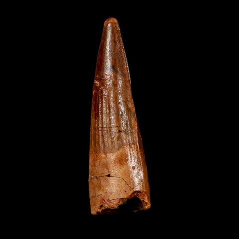 1.7" Spinosaurus Fossil Tooth 100 Million Years Old Cretaceous Dinosaur COA Stand