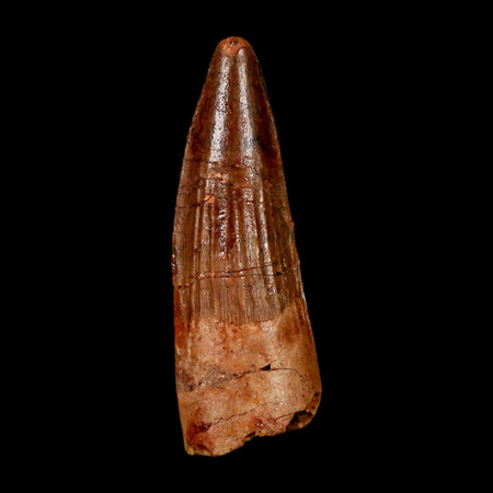 1.7" Spinosaurus Fossil Tooth 100 Million Years Old Cretaceous Dinosaur COA Stand