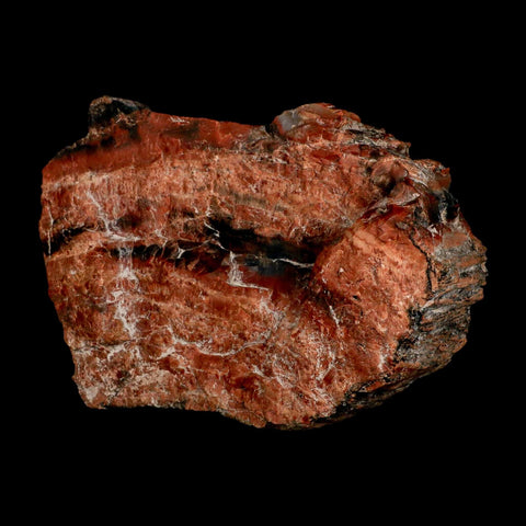 XL 7" Fossilized Rainbow Petrified Wood Branch Arizona 66-150 Mil Yrs Old