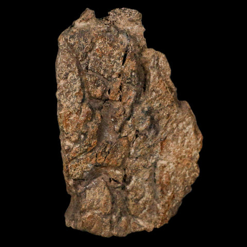 4.1" Triceratops Fossil Frill Bone Hell Creek FM Cretaceous Dinosaur MT COA, Stand - Fossil Age Minerals