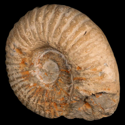 4.3" Acanthoceras Ammonite Fossil Agadir Morocco 360 Million Year Old COA - Fossil Age Minerals