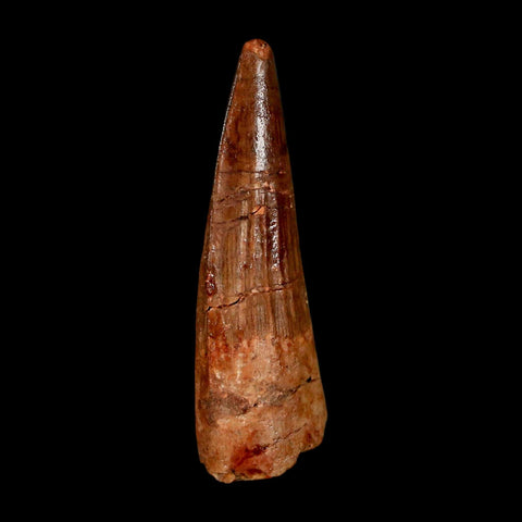 1.7" Spinosaurus Fossil Tooth 100 Million Years Old Cretaceous Dinosaur COA Stand