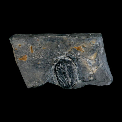 XL 1.4" Elrathia Kingi Trilobite Fossil In Matrix House Range Utah Cambrian Age COA - Fossil Age Minerals
