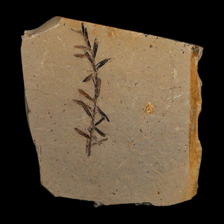 1.6" Detailed Fossil Plant Leafs Metasequoia Dawn Redwood Oligocene Age MT COA