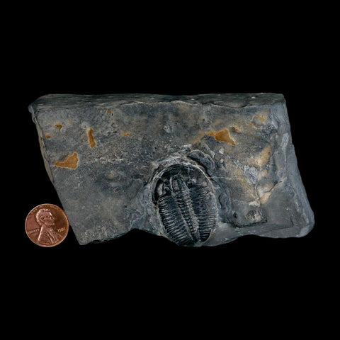 XL 1.4" Elrathia Kingi Trilobite Fossil In Matrix House Range Utah Cambrian Age COA - Fossil Age Minerals