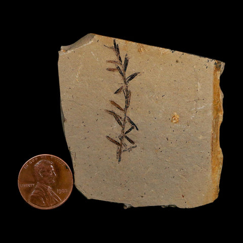 1.6" Detailed Fossil Plant Leafs Metasequoia Dawn Redwood Oligocene Age MT COA