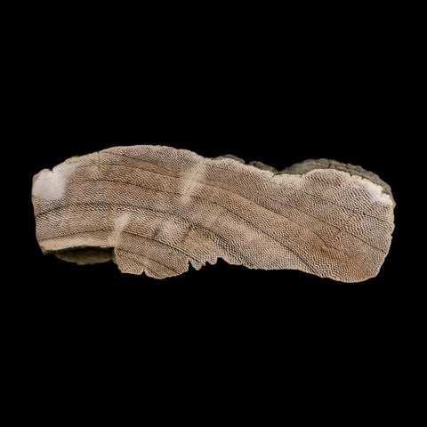 4.5" Fossilized Petrified Palm Wood Texas 35-66  Million Years Old