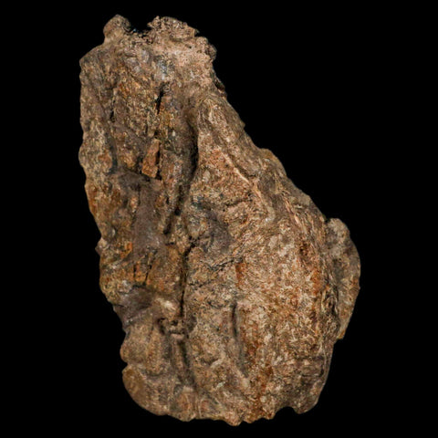 4.1" Triceratops Fossil Frill Bone Hell Creek FM Cretaceous Dinosaur MT COA, Stand - Fossil Age Minerals