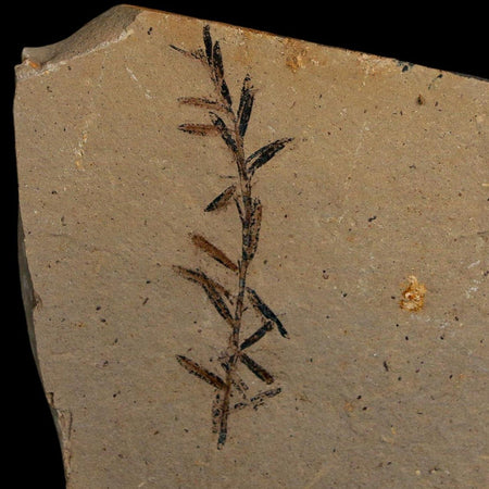 1.6" Detailed Fossil Plant Leafs Metasequoia Dawn Redwood Oligocene Age MT COA