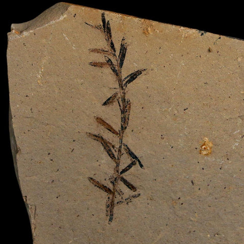 1.6" Detailed Fossil Plant Leafs Metasequoia Dawn Redwood Oligocene Age MT COA