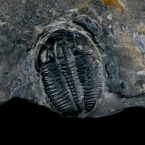 XL 1.4" Elrathia Kingi Trilobite Fossil In Matrix House Range Utah Cambrian Age COA - Fossil Age Minerals