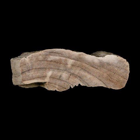 4.5" Fossilized Petrified Palm Wood Texas 35-66  Million Years Old