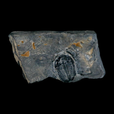 XL 1.4" Elrathia Kingi Trilobite Fossil In Matrix House Range Utah Cambrian Age COA - Fossil Age Minerals