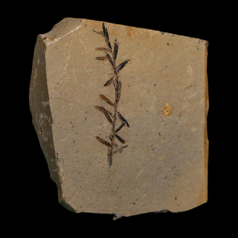 1.6" Detailed Fossil Plant Leafs Metasequoia Dawn Redwood Oligocene Age MT COA