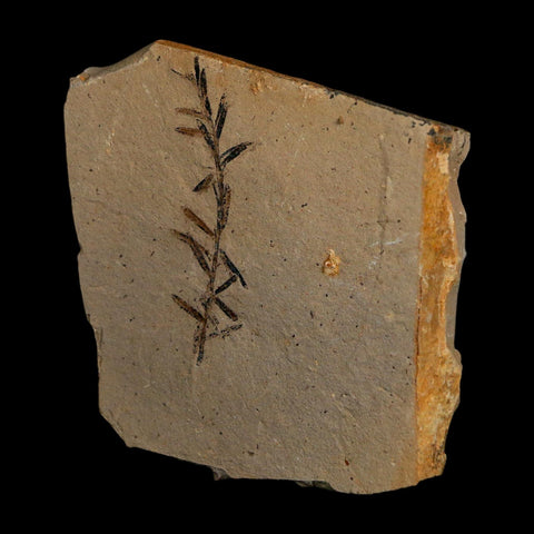 1.6" Detailed Fossil Plant Leafs Metasequoia Dawn Redwood Oligocene Age MT COA