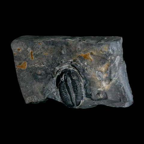 XL 1.4" Elrathia Kingi Trilobite Fossil In Matrix House Range Utah Cambrian Age COA - Fossil Age Minerals