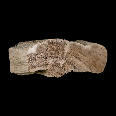 4.5" Fossilized Petrified Palm Wood Texas 35-66  Million Years Old