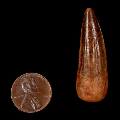 1.7" Spinosaurus Fossil Tooth 100 Million Years Old Cretaceous Dinosaur COA Stand
