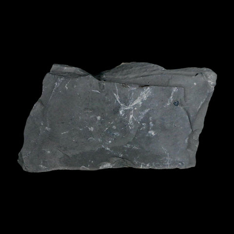 XL 1.4" Elrathia Kingi Trilobite Fossil In Matrix House Range Utah Cambrian Age COA - Fossil Age Minerals