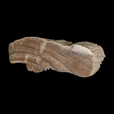 4.5" Fossilized Petrified Palm Wood Texas 35-66  Million Years Old