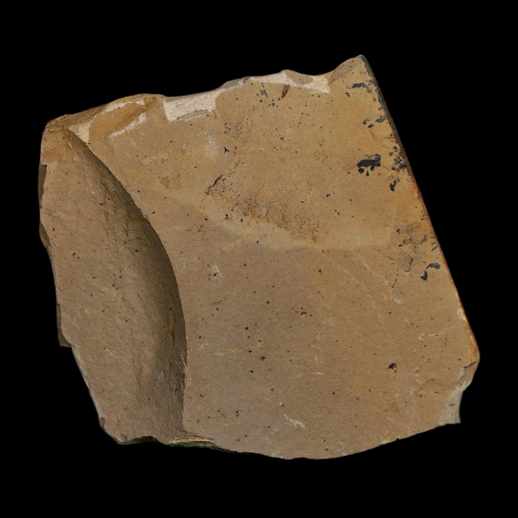 1.6" Detailed Fossil Plant Leafs Metasequoia Dawn Redwood Oligocene Age MT COA - Fossil Age Minerals