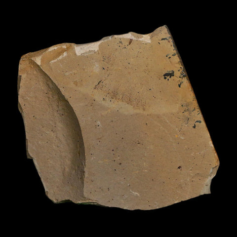 1.6" Detailed Fossil Plant Leafs Metasequoia Dawn Redwood Oligocene Age MT COA