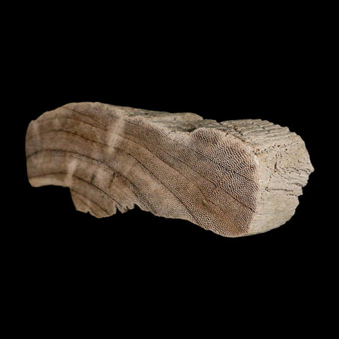 4.5" Fossilized Petrified Palm Wood Texas 35-66  Million Years Old