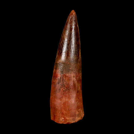2" Spinosaurus Fossil Tooth 100 Million Years Old Cretaceous Dinosaur COA Stand