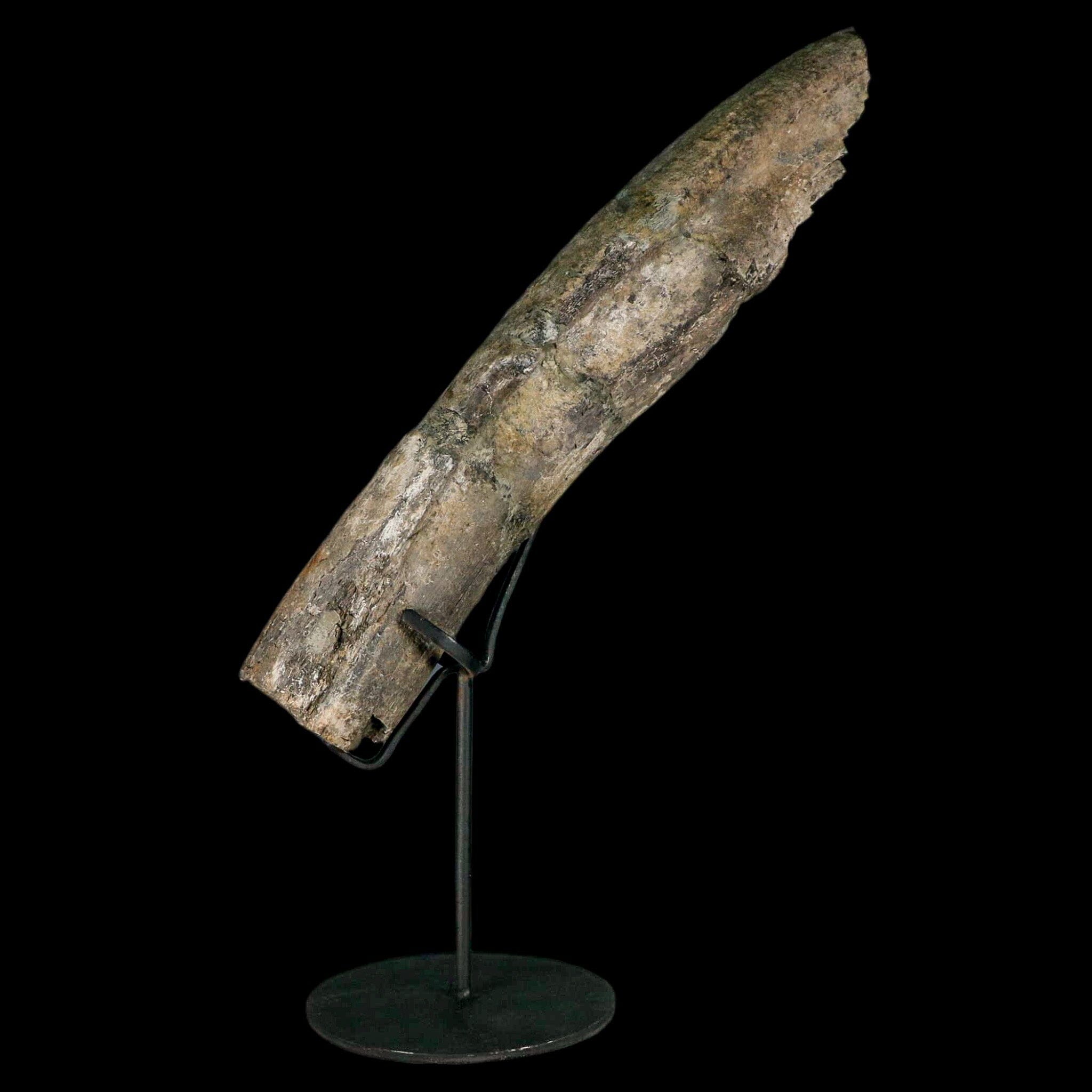 11.4" Camarasaurus Dinosaur Fossil Rib Bone Morrison FM CO Jurassic Age COA Stand - Fossil Age Minerals
