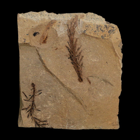 1.6" Detailed Fossil Plant Leafs Metasequoia Dawn Redwood Oligocene Age MT COA