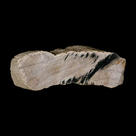 4.5" Fossilized Petrified Palm Wood Texas 35-66  Million Years Old