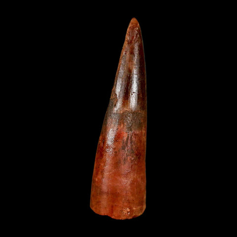 2" Spinosaurus Fossil Tooth 100 Million Years Old Cretaceous Dinosaur COA Stand