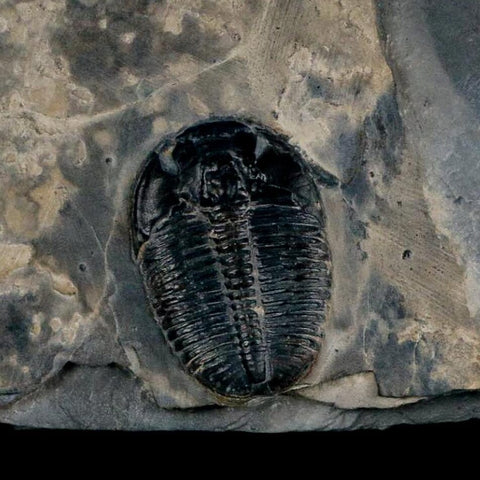 XL 1.4" Elrathia Kingi Trilobite Fossil In Matrix House Range Utah Cambrian Age COA - Fossil Age Minerals
