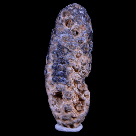 XL 2.1" Fossil Pine Cone Equicalastrobus Replaced By Agate Eocene Age Seeds Fruit