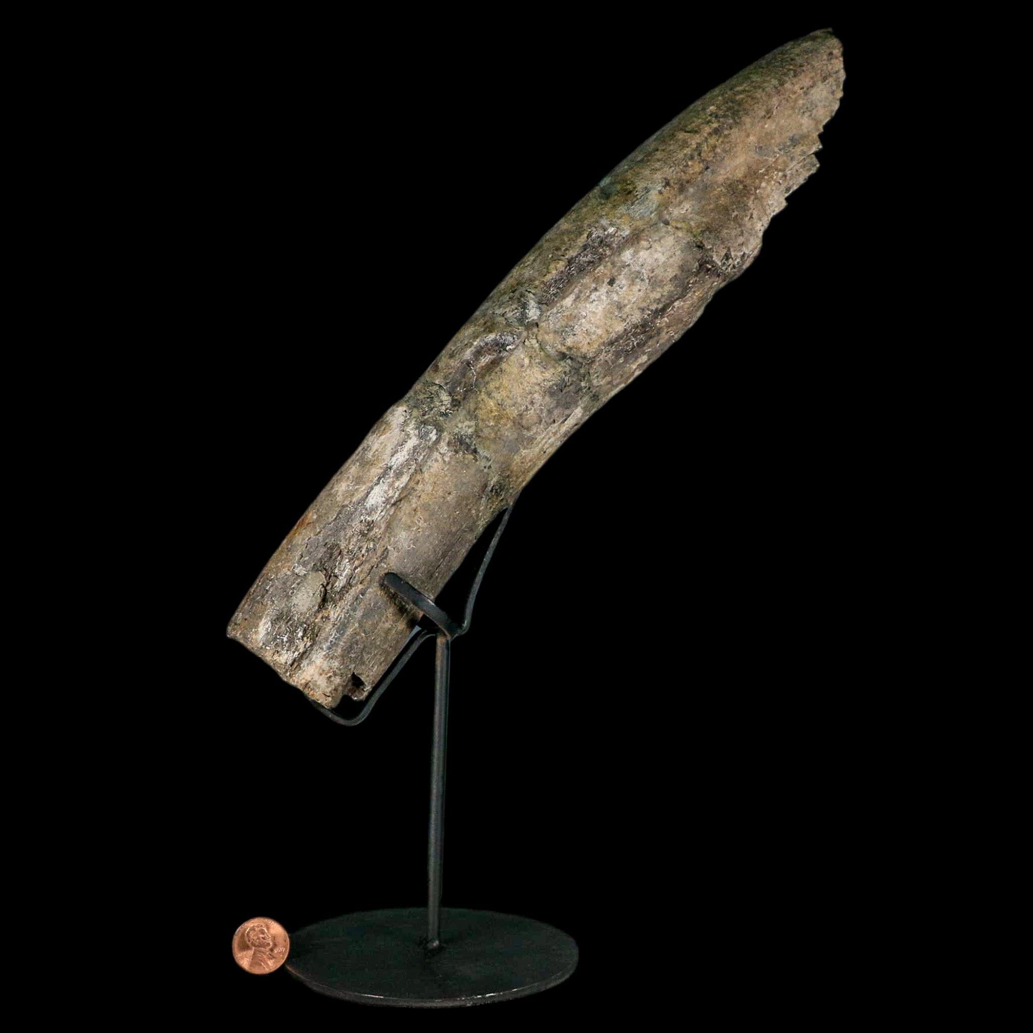 11.4" Camarasaurus Dinosaur Fossil Rib Bone Morrison FM CO Jurassic Age COA Stand - Fossil Age Minerals