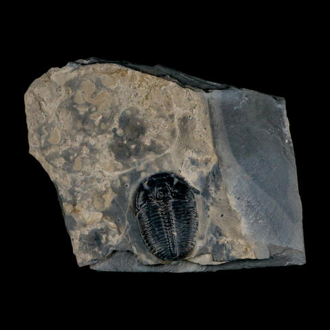 XL 1.4" Elrathia Kingi Trilobite Fossil In Matrix House Range Utah Cambrian Age COA - Fossil Age Minerals