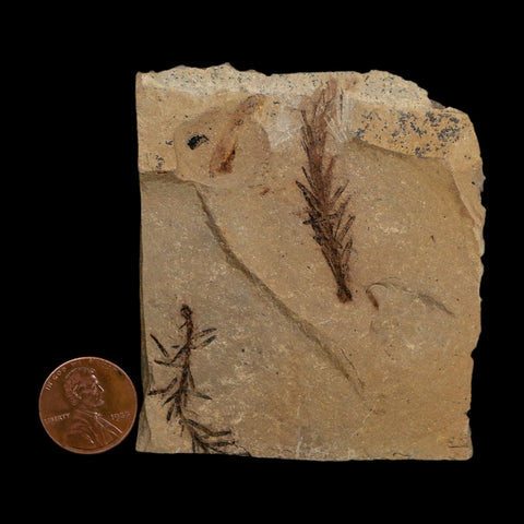 1.6" Detailed Fossil Plant Leafs Metasequoia Dawn Redwood Oligocene Age MT COA
