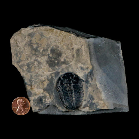 XL 1.4" Elrathia Kingi Trilobite Fossil In Matrix House Range Utah Cambrian Age COA - Fossil Age Minerals