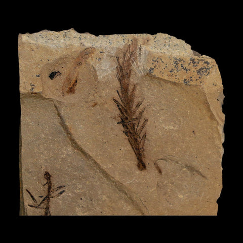 1.6" Detailed Fossil Plant Leafs Metasequoia Dawn Redwood Oligocene Age MT COA