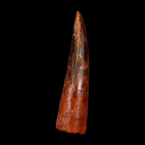 2" Spinosaurus Fossil Tooth 100 Million Years Old Cretaceous Dinosaur COA Stand